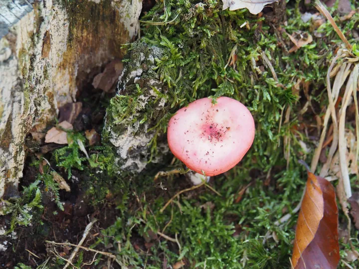 Vagevuurbos an Lippensgoed-Bulskampveld (Belgium)